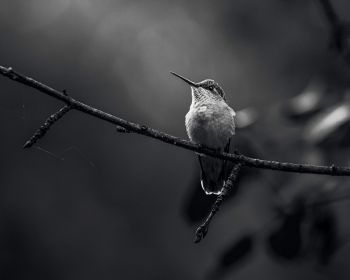 hummingbirds, black and white photo Wallpaper 1280x1024