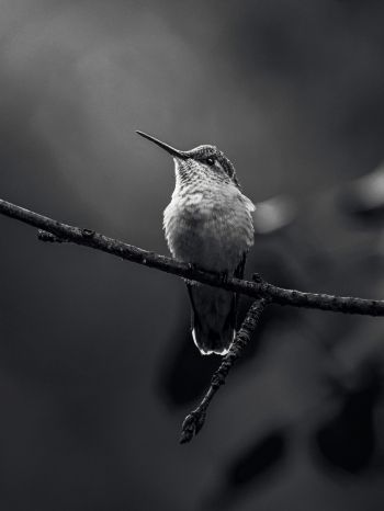 hummingbirds, black and white photo Wallpaper 1536x2048