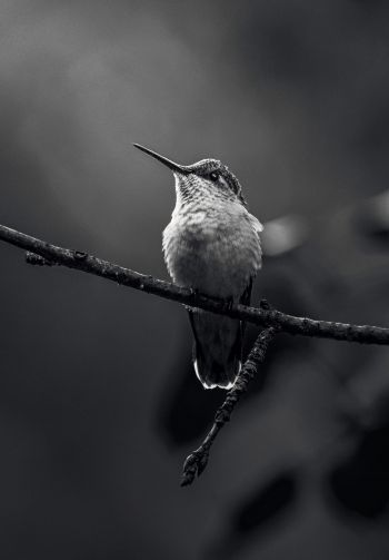 hummingbirds, black and white photo Wallpaper 1640x2360