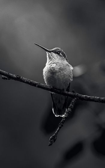 hummingbirds, black and white photo Wallpaper 1752x2800