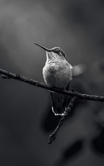 hummingbirds, black and white photo Wallpaper 1600x2560