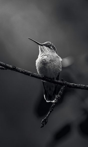 hummingbirds, black and white photo Wallpaper 1200x2000
