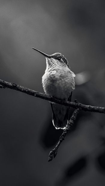hummingbirds, black and white photo Wallpaper 640x1136