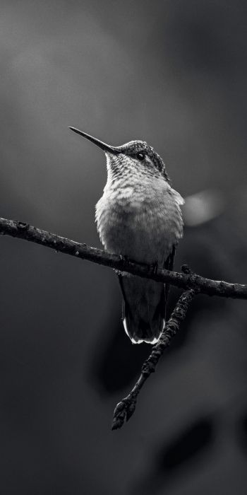 hummingbirds, black and white photo Wallpaper 720x1440