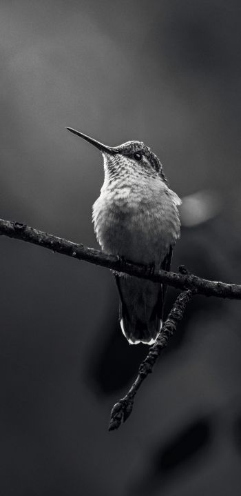 hummingbirds, black and white photo Wallpaper 1080x2220