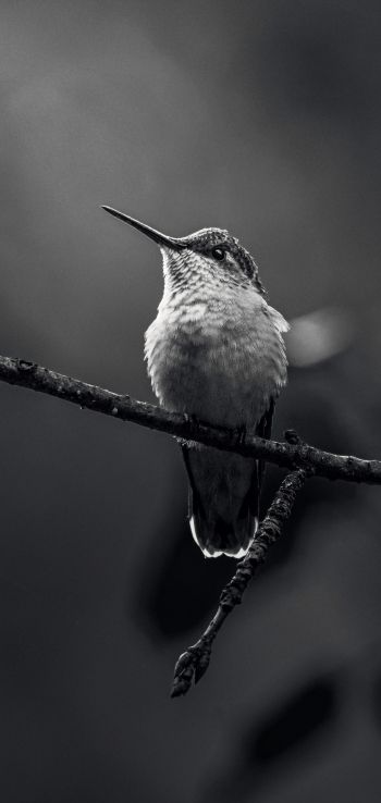hummingbirds, black and white photo Wallpaper 1440x3040