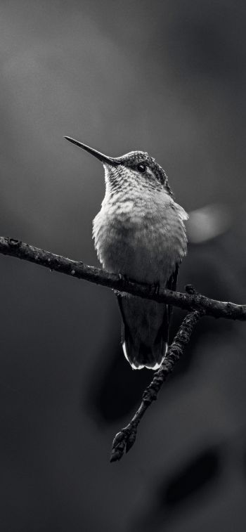 hummingbirds, black and white photo Wallpaper 1284x2778