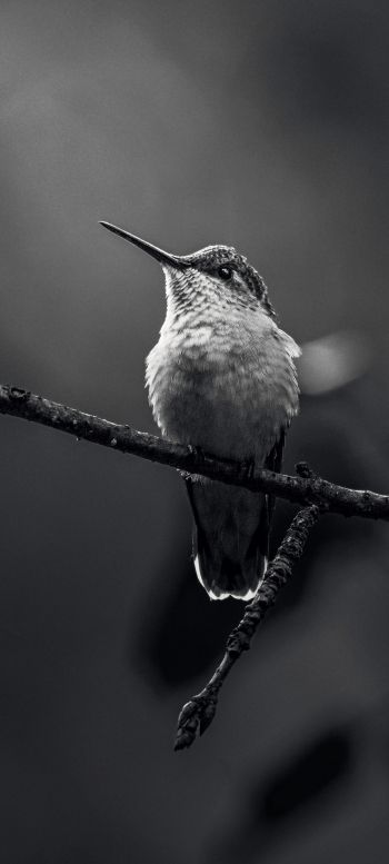 hummingbirds, black and white photo Wallpaper 1440x3200