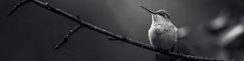 Обои 1590x400 колибри, черно-белое фото