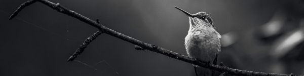 hummingbirds, black and white photo Wallpaper 1590x400
