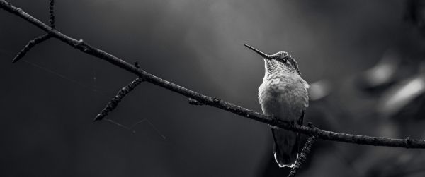 hummingbirds, black and white photo Wallpaper 3440x1440