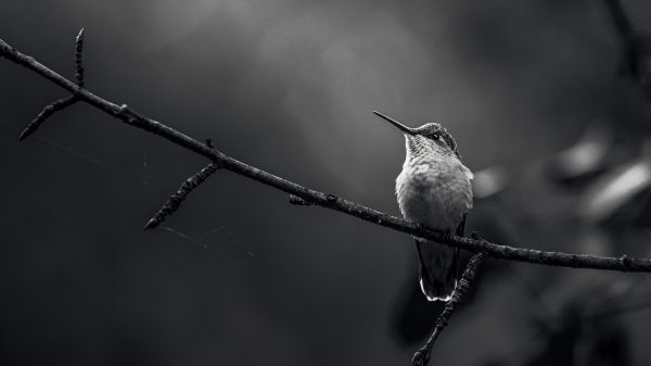 hummingbirds, black and white photo Wallpaper 2560x1440