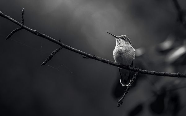 hummingbirds, black and white photo Wallpaper 2560x1600