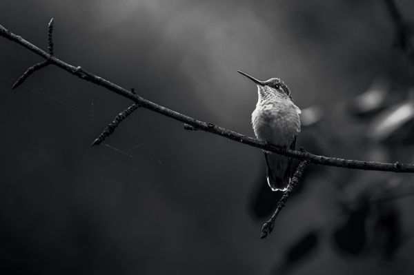 hummingbirds, black and white photo Wallpaper 5191x3460