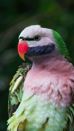 parrot, zoo Wallpaper 640x1136