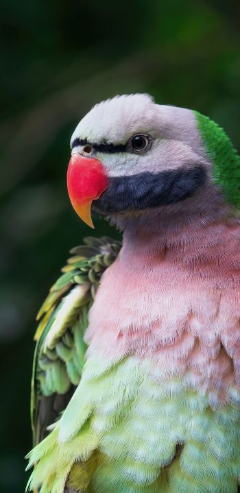 parrot, zoo Wallpaper 1080x2220