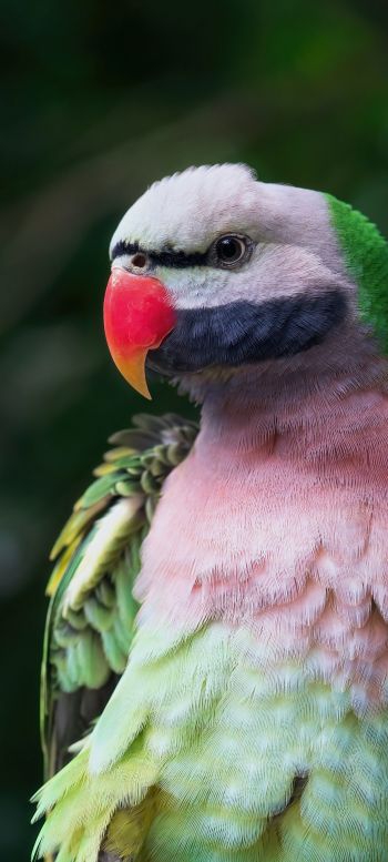 parrot, zoo Wallpaper 1080x2400
