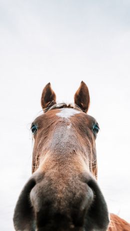 horse muzzle Wallpaper 640x1136