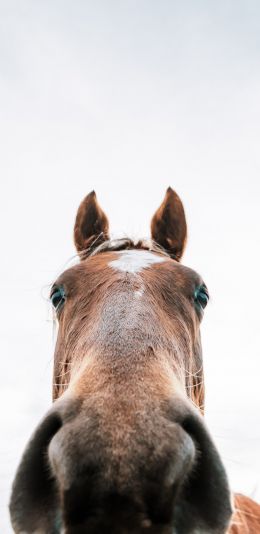 horse muzzle Wallpaper 1440x2960
