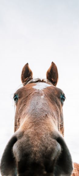 horse muzzle Wallpaper 720x1600