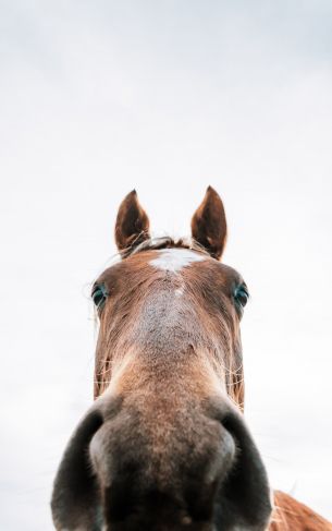 horse muzzle Wallpaper 1752x2800