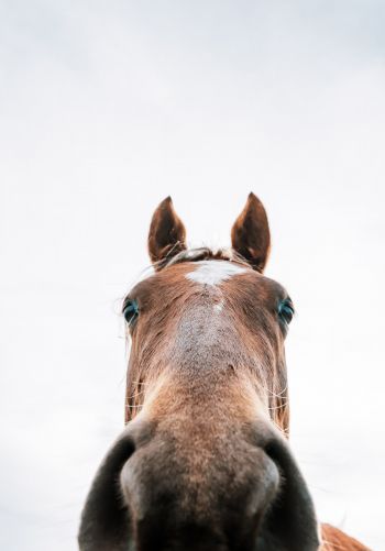 horse muzzle Wallpaper 1668x2388