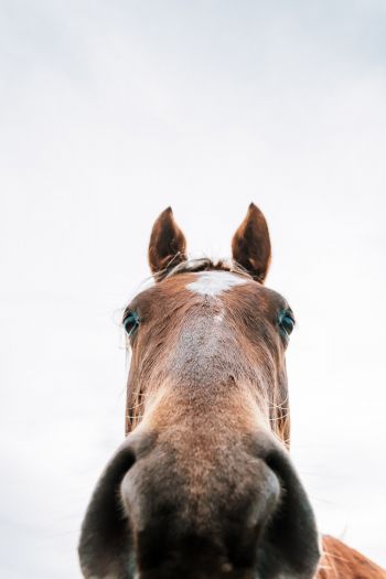 horse muzzle Wallpaper 640x960