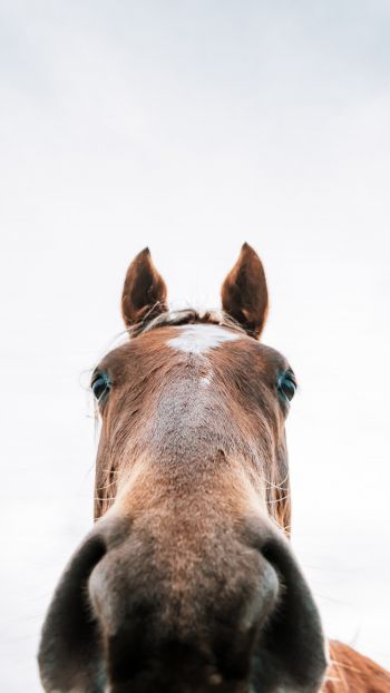horse muzzle Wallpaper 1440x2560