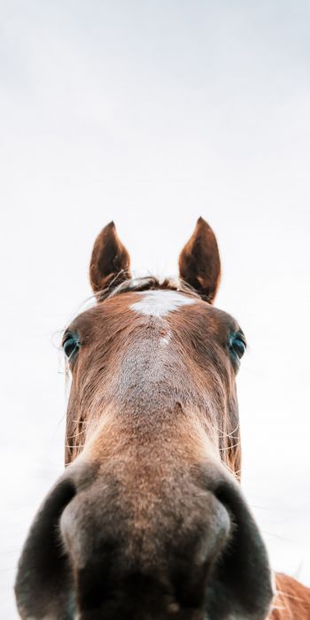 horse muzzle Wallpaper 720x1440