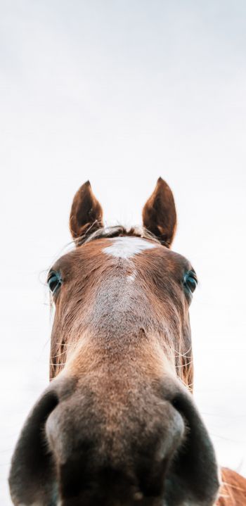 horse muzzle Wallpaper 1080x2220