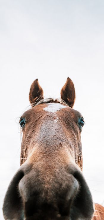 horse muzzle Wallpaper 720x1520