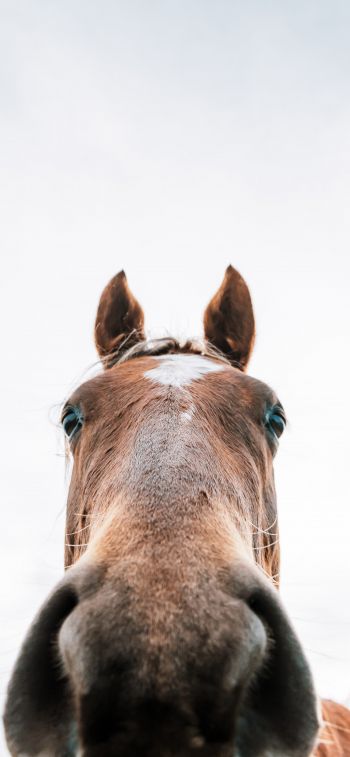 horse muzzle Wallpaper 828x1792