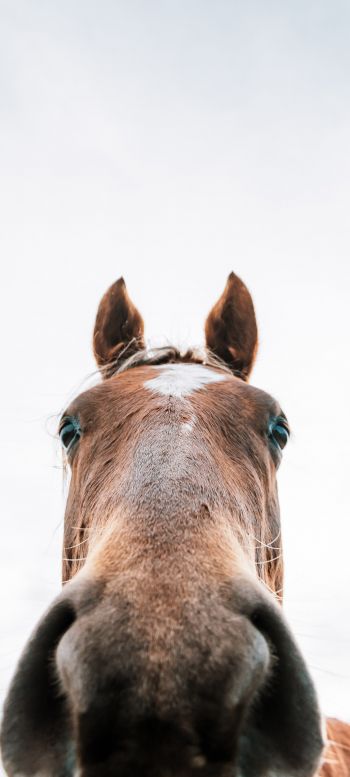 horse muzzle Wallpaper 1440x3200