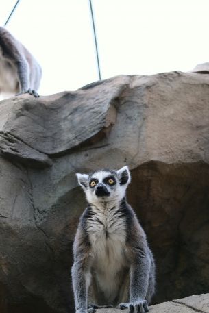 king lemur Wallpaper 640x960