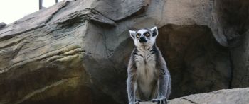 king lemur Wallpaper 2560x1080