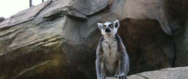 king lemur Wallpaper 3440x1440