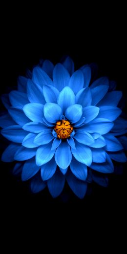 Обои 720x1440 синий цветок, темные обои