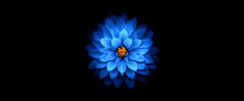 Обои 3440x1440 синий цветок, темные обои
