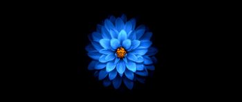 Обои 2560x1080 синий цветок, темные обои