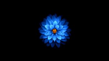 Обои 1280x720 синий цветок, темные обои