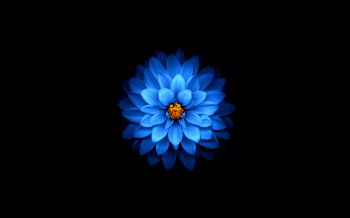 Обои 1920x1200 синий цветок, темные обои
