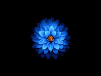 Обои 800x600 синий цветок, темные обои