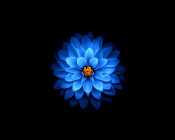 Обои 1280x1024 синий цветок, темные обои