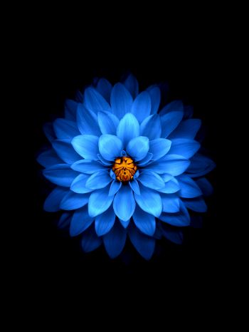 Обои 1620x2160 синий цветок, темные обои