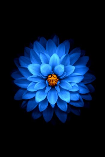 Обои 640x960 синий цветок, темные обои