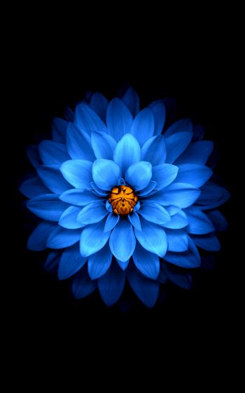 Обои 1200x1920 синий цветок, темные обои