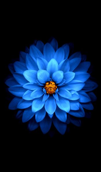 Обои 600x1024 синий цветок, темные обои