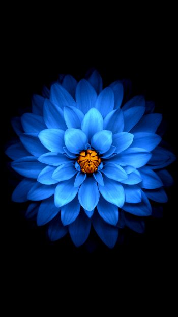 Обои 640x1136 синий цветок, темные обои
