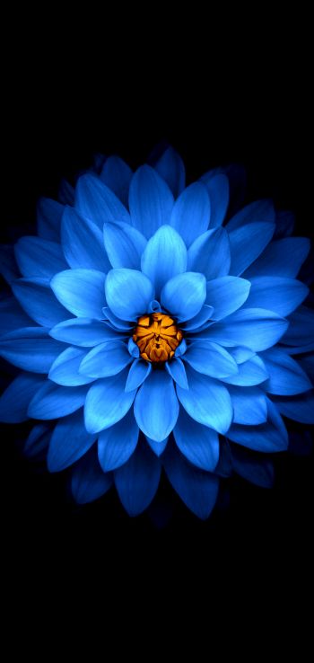 Обои 720x1520 синий цветок, темные обои