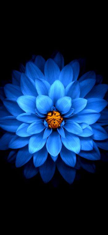 Обои 828x1792 синий цветок, темные обои